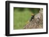 A Common Agama, an Invasive Species from Africa, Photographed in South Florida-Neil Losin-Framed Photographic Print