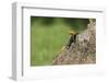 A Common Agama, an Invasive Species from Africa, Photographed in South Florida-Neil Losin-Framed Photographic Print