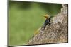 A Common Agama, an Invasive Species from Africa, Photographed in South Florida-Neil Losin-Mounted Photographic Print