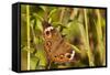 A Common Buckeye Butterfly in Virginia-Neil Losin-Framed Stretched Canvas