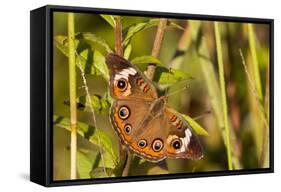 A Common Buckeye Butterfly in Virginia-Neil Losin-Framed Stretched Canvas