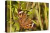 A Common Buckeye Butterfly in Virginia-Neil Losin-Stretched Canvas