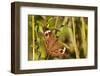 A Common Buckeye Butterfly in Virginia-Neil Losin-Framed Photographic Print