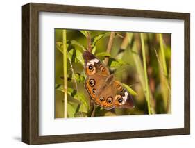 A Common Buckeye Butterfly in Virginia-Neil Losin-Framed Photographic Print