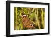 A Common Buckeye Butterfly in Virginia-Neil Losin-Framed Photographic Print