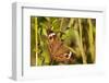 A Common Buckeye Butterfly in Virginia-Neil Losin-Framed Photographic Print