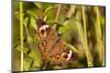 A Common Buckeye Butterfly in Virginia-Neil Losin-Mounted Photographic Print