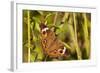 A Common Buckeye Butterfly in Virginia-Neil Losin-Framed Photographic Print