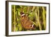 A Common Buckeye Butterfly in Virginia-Neil Losin-Framed Photographic Print