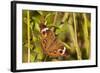 A Common Buckeye Butterfly in Virginia-Neil Losin-Framed Photographic Print