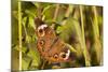 A Common Buckeye Butterfly in Virginia-Neil Losin-Mounted Photographic Print