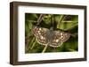 A Common Checkered Skipper (Pyrgus Communis) Butterfly in Virginia-Neil Losin-Framed Photographic Print