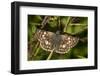 A Common Checkered Skipper (Pyrgus Communis) Butterfly in Virginia-Neil Losin-Framed Photographic Print