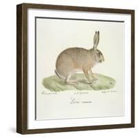 A Common Hare-Werner-Framed Giclee Print