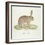 A Common Hare-Werner-Framed Giclee Print