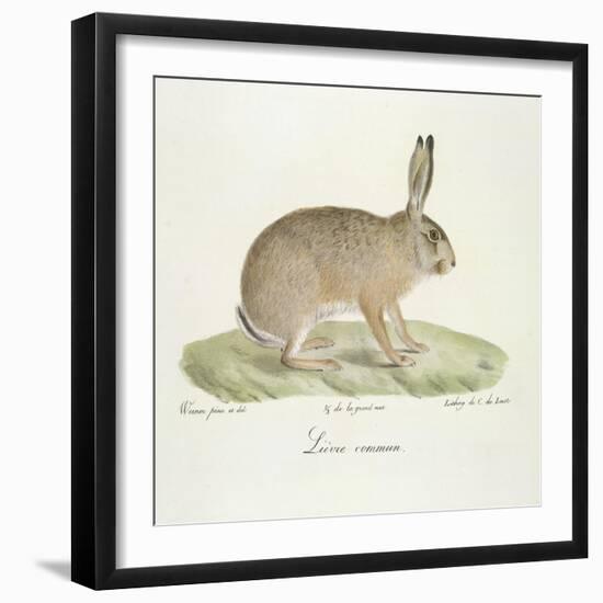 A Common Hare-Werner-Framed Giclee Print