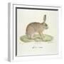 A Common Hare-Werner-Framed Giclee Print