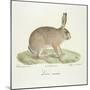 A Common Hare-Werner-Mounted Giclee Print