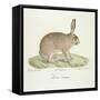 A Common Hare-Werner-Framed Stretched Canvas