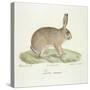 A Common Hare-Werner-Stretched Canvas