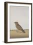 A Common Indian Nightjar, c.1780-Indian School-Framed Giclee Print