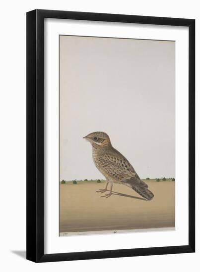 A Common Indian Nightjar, c.1780-Indian School-Framed Giclee Print