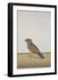 A Common Indian Nightjar, c.1780-Indian School-Framed Giclee Print