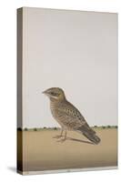 A Common Indian Nightjar, c.1780-Indian School-Stretched Canvas
