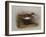 A Common Sandpiper-Archibald Thorburn-Framed Giclee Print