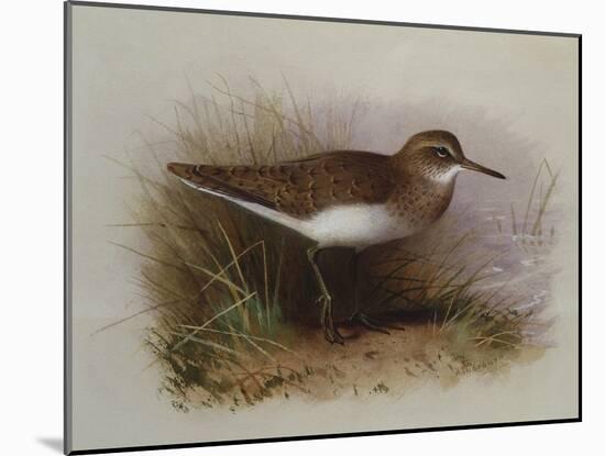 A Common Sandpiper-Archibald Thorburn-Mounted Giclee Print