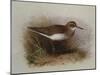 A Common Sandpiper-Archibald Thorburn-Mounted Giclee Print