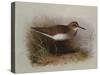 A Common Sandpiper-Archibald Thorburn-Stretched Canvas