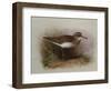 A Common Sandpiper-Archibald Thorburn-Framed Giclee Print