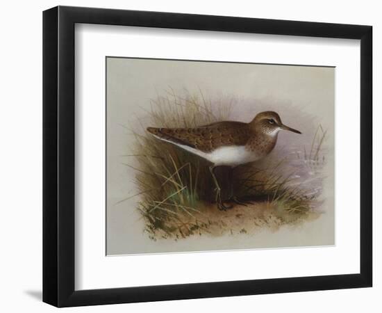 A Common Sandpiper-Archibald Thorburn-Framed Giclee Print