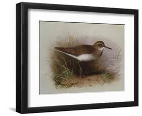 A Common Sandpiper-Archibald Thorburn-Framed Giclee Print