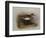 A Common Sandpiper-Archibald Thorburn-Framed Giclee Print