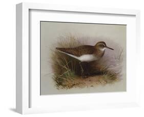 A Common Sandpiper-Archibald Thorburn-Framed Giclee Print