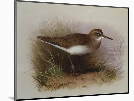 A Common Sandpiper-Archibald Thorburn-Mounted Giclee Print