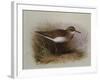 A Common Sandpiper-Archibald Thorburn-Framed Giclee Print