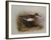 A Common Sandpiper-Archibald Thorburn-Framed Giclee Print