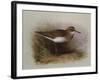 A Common Sandpiper-Archibald Thorburn-Framed Giclee Print