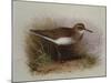 A Common Sandpiper-Archibald Thorburn-Mounted Giclee Print