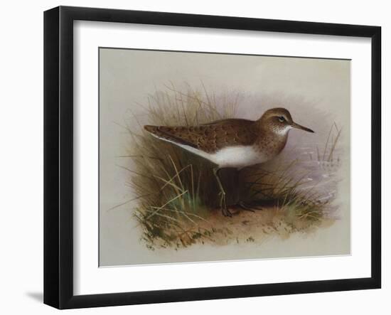 A Common Sandpiper-Archibald Thorburn-Framed Giclee Print