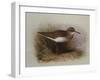 A Common Sandpiper-Archibald Thorburn-Framed Giclee Print