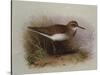 A Common Sandpiper-Archibald Thorburn-Stretched Canvas