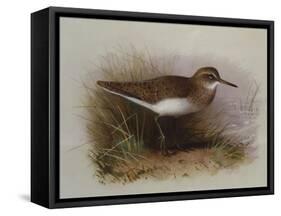 A Common Sandpiper-Archibald Thorburn-Framed Stretched Canvas