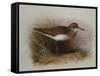 A Common Sandpiper-Archibald Thorburn-Framed Stretched Canvas