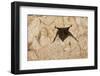 A Common Vampire Bat in a Cave at Cabo Blanco Absolute Reserve, Costa Rica-Neil Losin-Framed Photographic Print