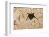 A Common Vampire Bat in a Cave at Cabo Blanco Absolute Reserve, Costa Rica-Neil Losin-Framed Photographic Print