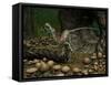 A Compsognathus Prepares to Swallow a Small Lizard-Stocktrek Images-Framed Stretched Canvas